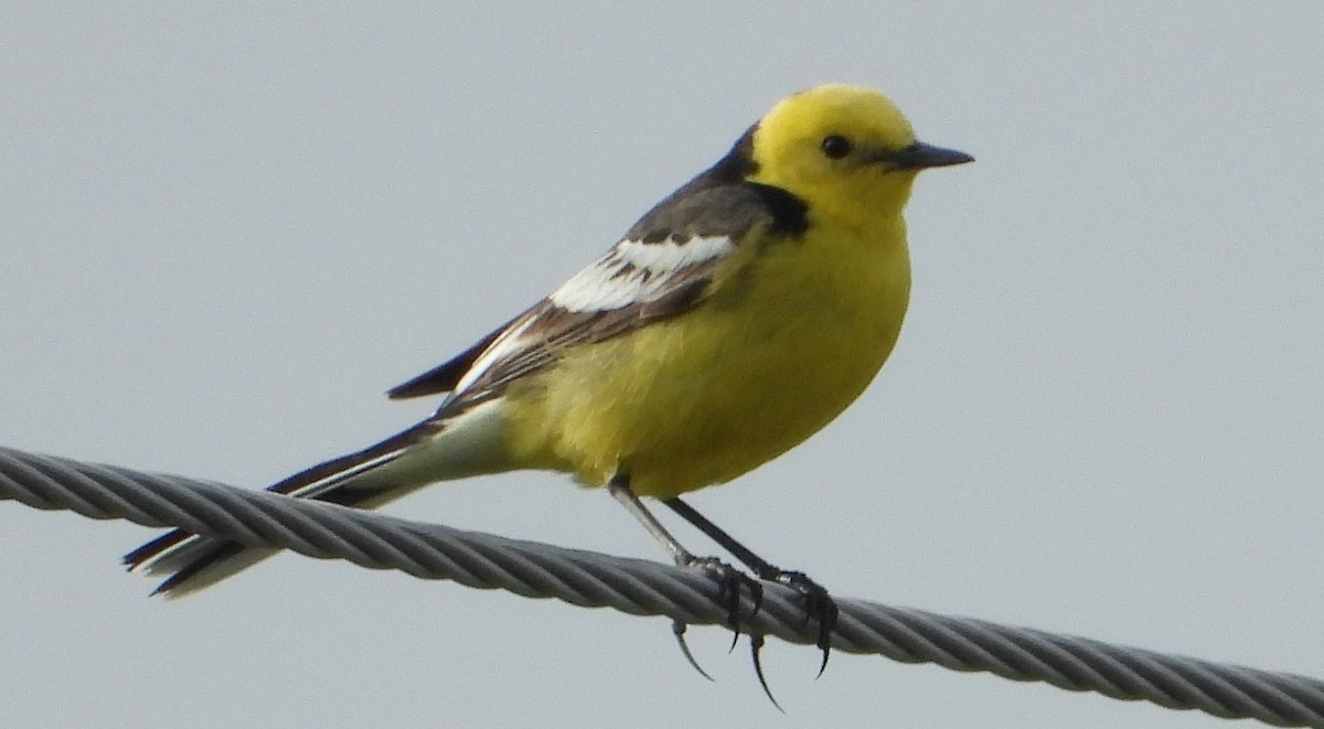 Citrine Wagtail (Black-backed) - ML476038051