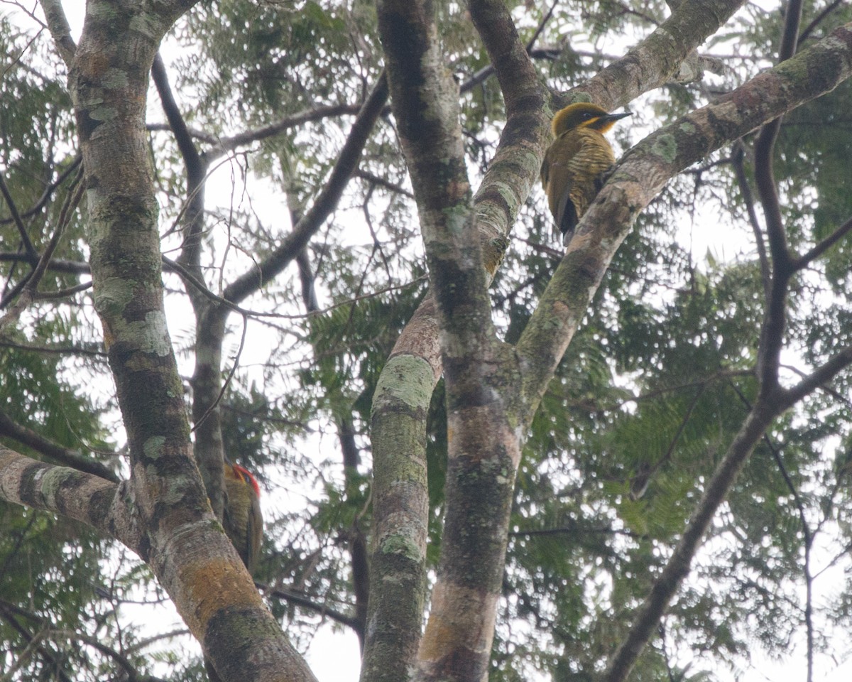 Golden-green Woodpecker (Atlantic) - ML476039961