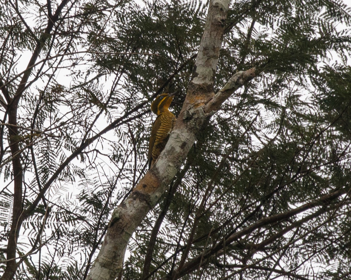 Golden-green Woodpecker (Atlantic) - ML476039991