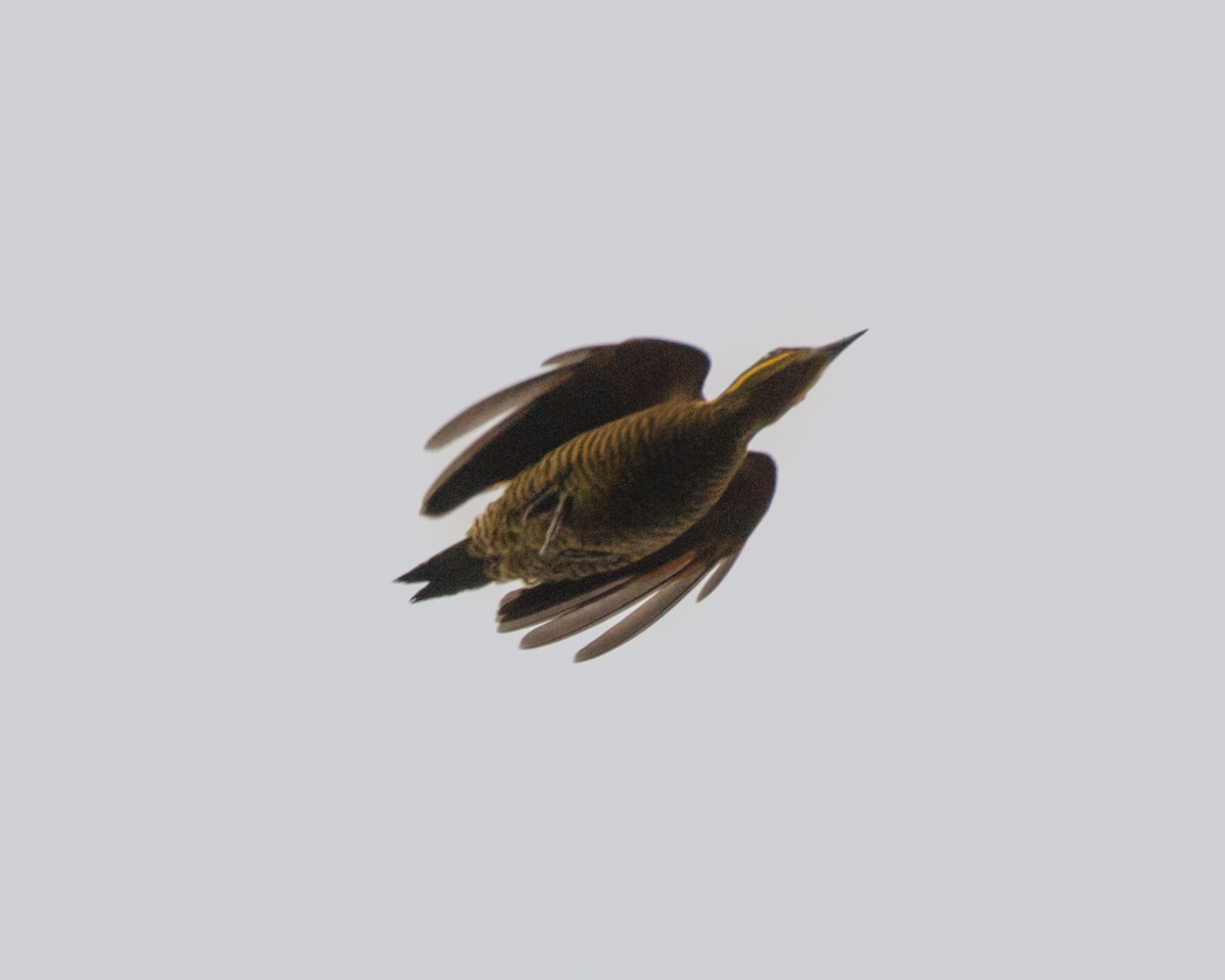 Golden-green Woodpecker (Atlantic) - ML476040021