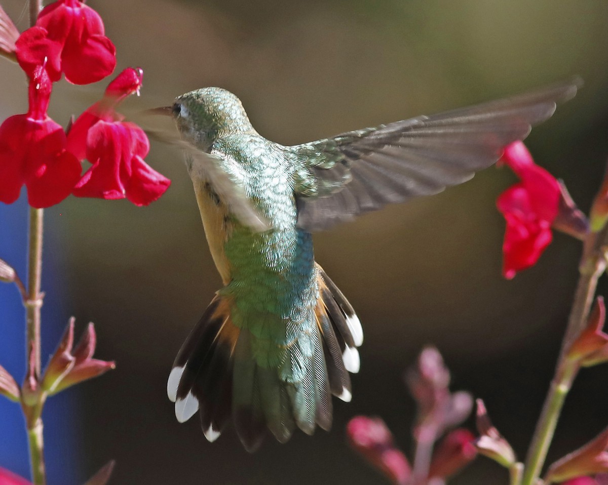 Broad-tailed Hummingbird - Bill Maynard