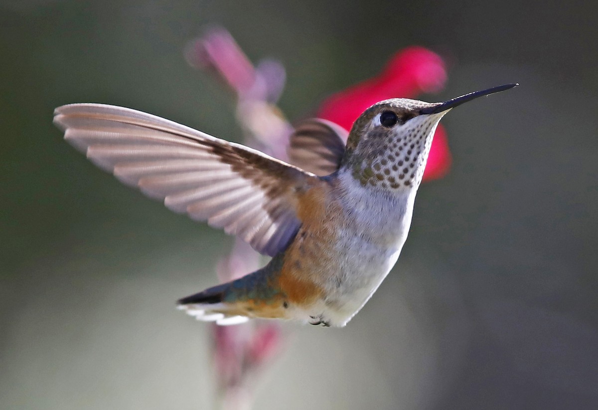 Broad-tailed Hummingbird - Bill Maynard