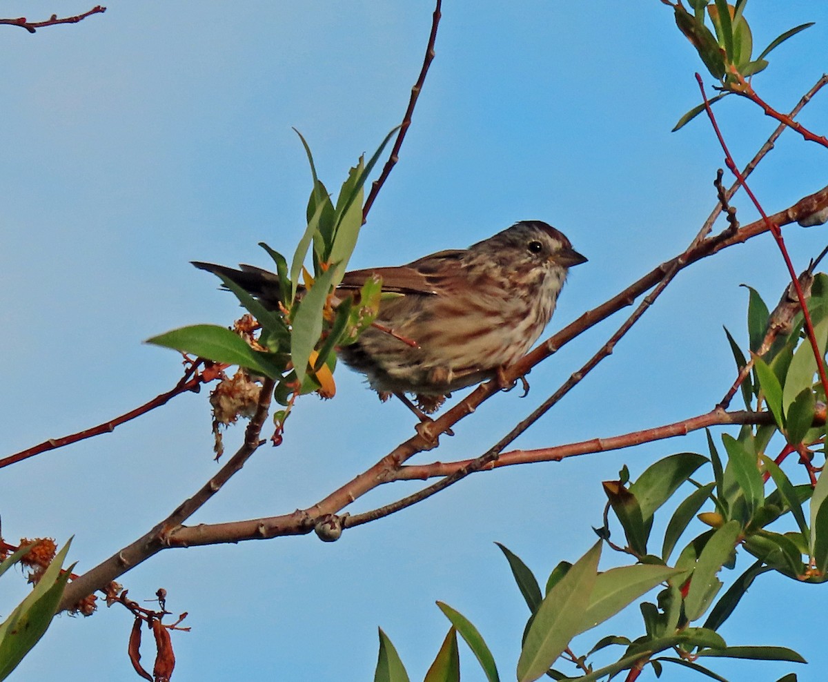 Song Sparrow - ML476044591