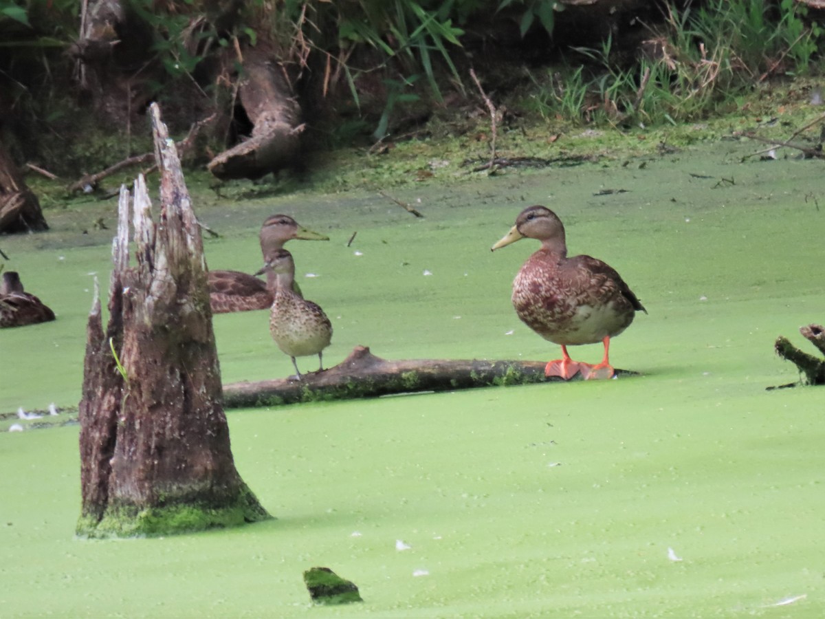 Green-winged Teal - ML476044691