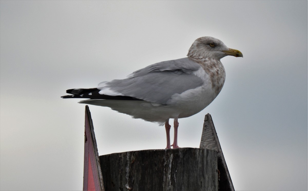 Herring Gull (American) - ML47604621