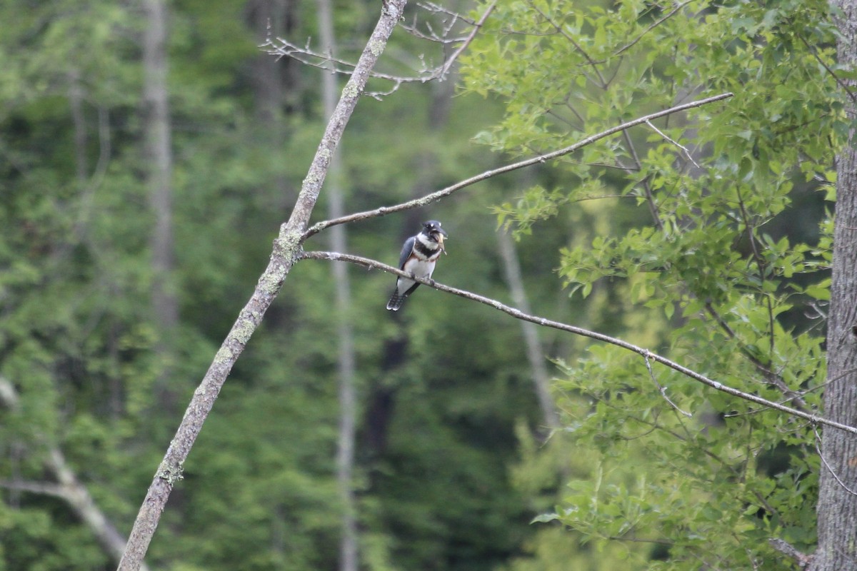 Belted Kingfisher - ML476046711
