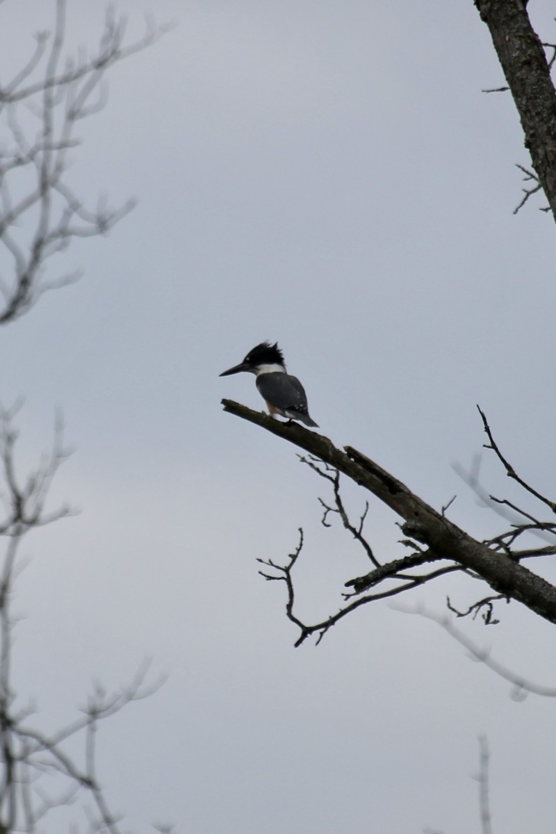 Belted Kingfisher - ML476046721