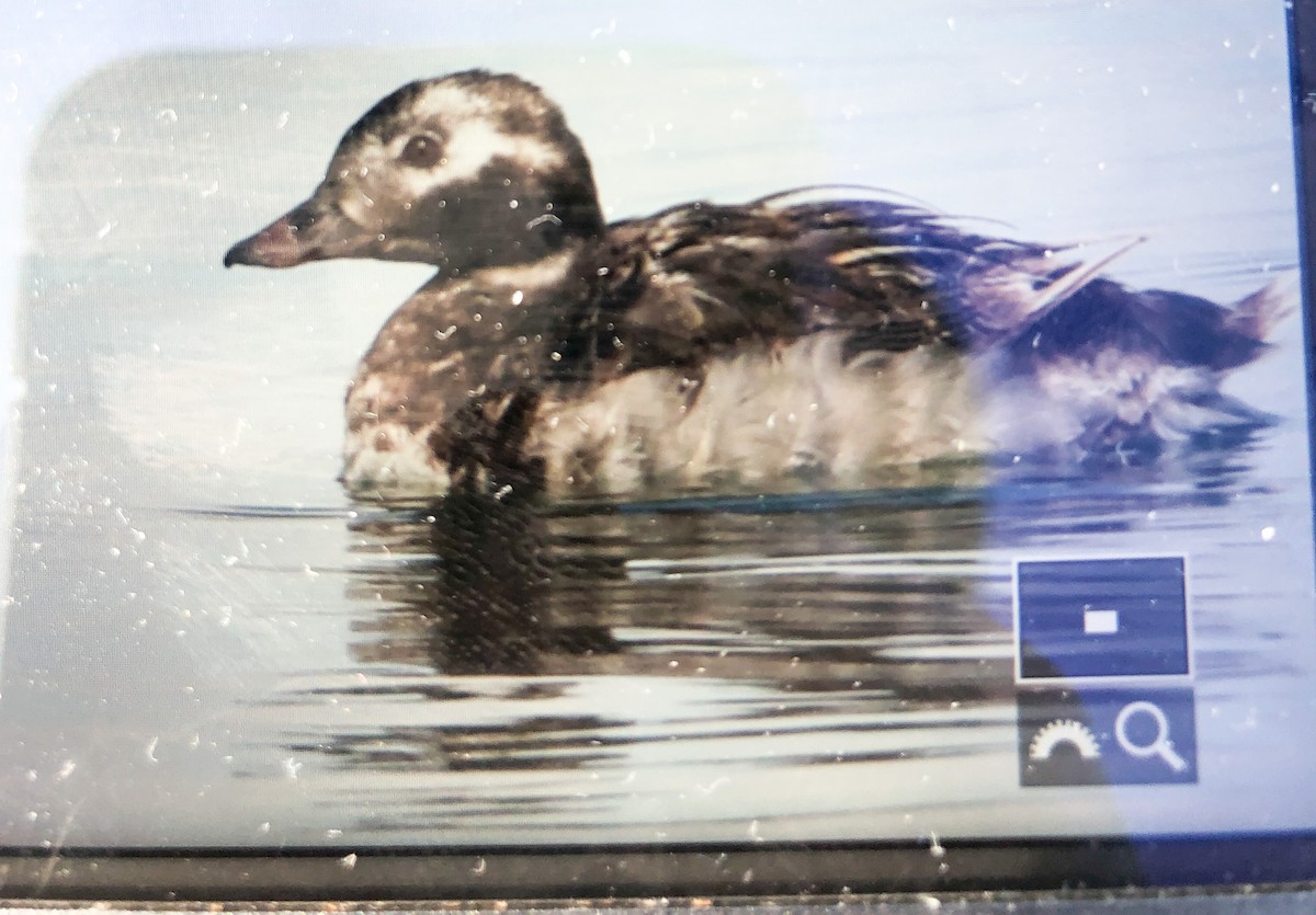 Long-tailed Duck - ML476047531