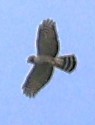 Gray-bellied Hawk - ML476049461