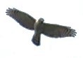 Gray-bellied Hawk - ML476049501