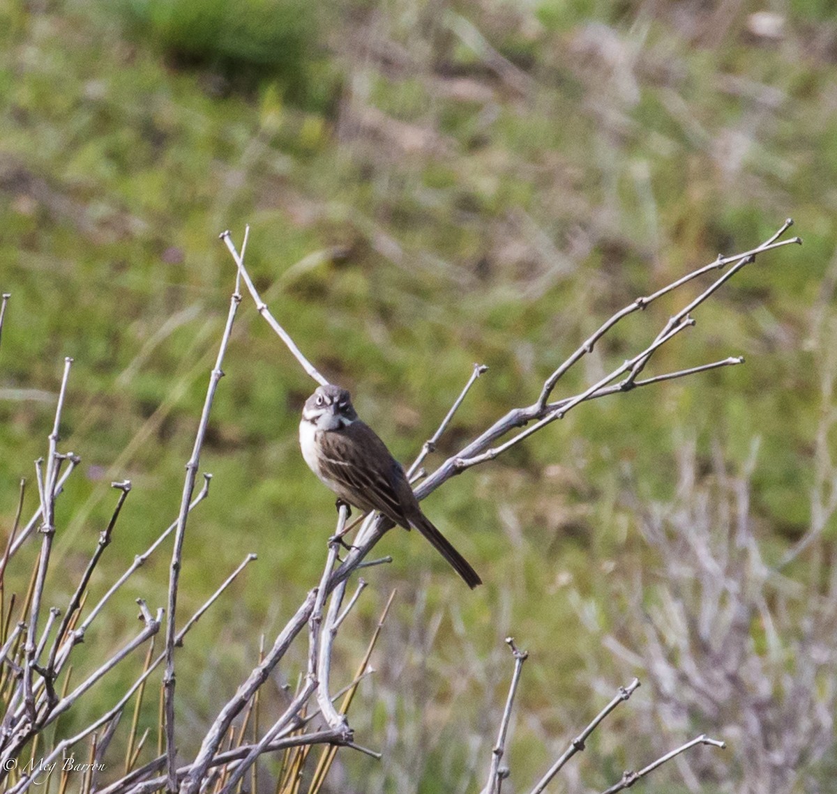 Bell's Sparrow (canescens) - ML47605121