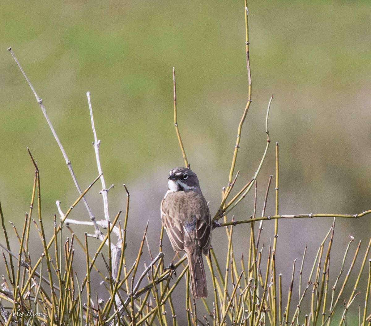 Bell's Sparrow (canescens) - ML47605141