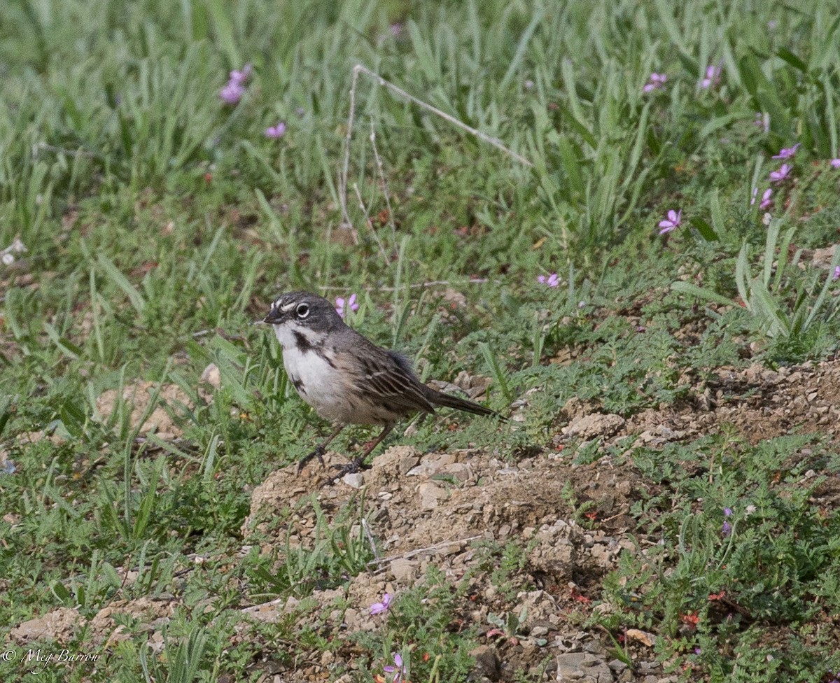 Bell's Sparrow (canescens) - ML47605181