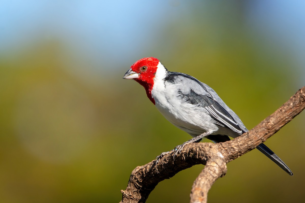 Red-cowled Cardinal - ML476057451