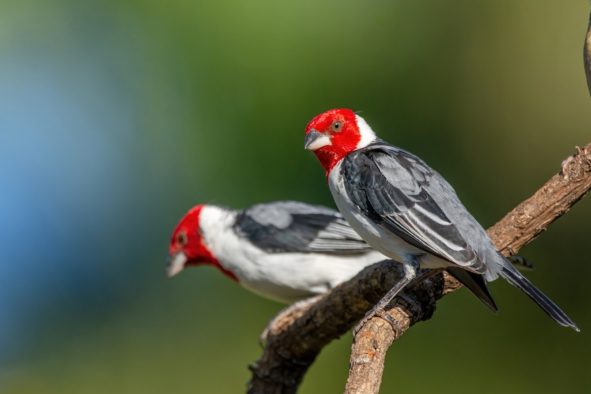 Red-cowled Cardinal - ML476057491