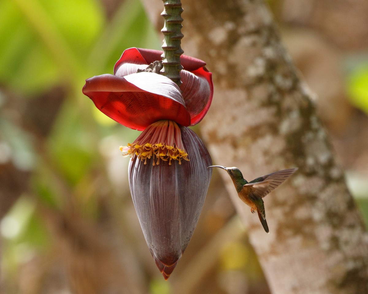 Rufous-breasted Hermit - Silvia Faustino Linhares