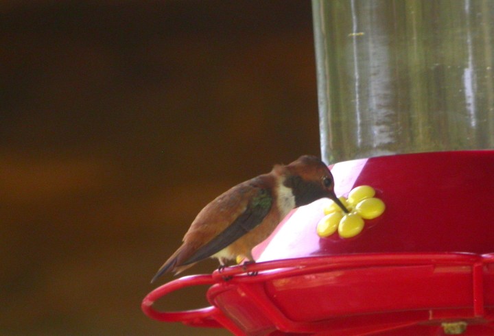 Rufous Hummingbird - Nick Anich