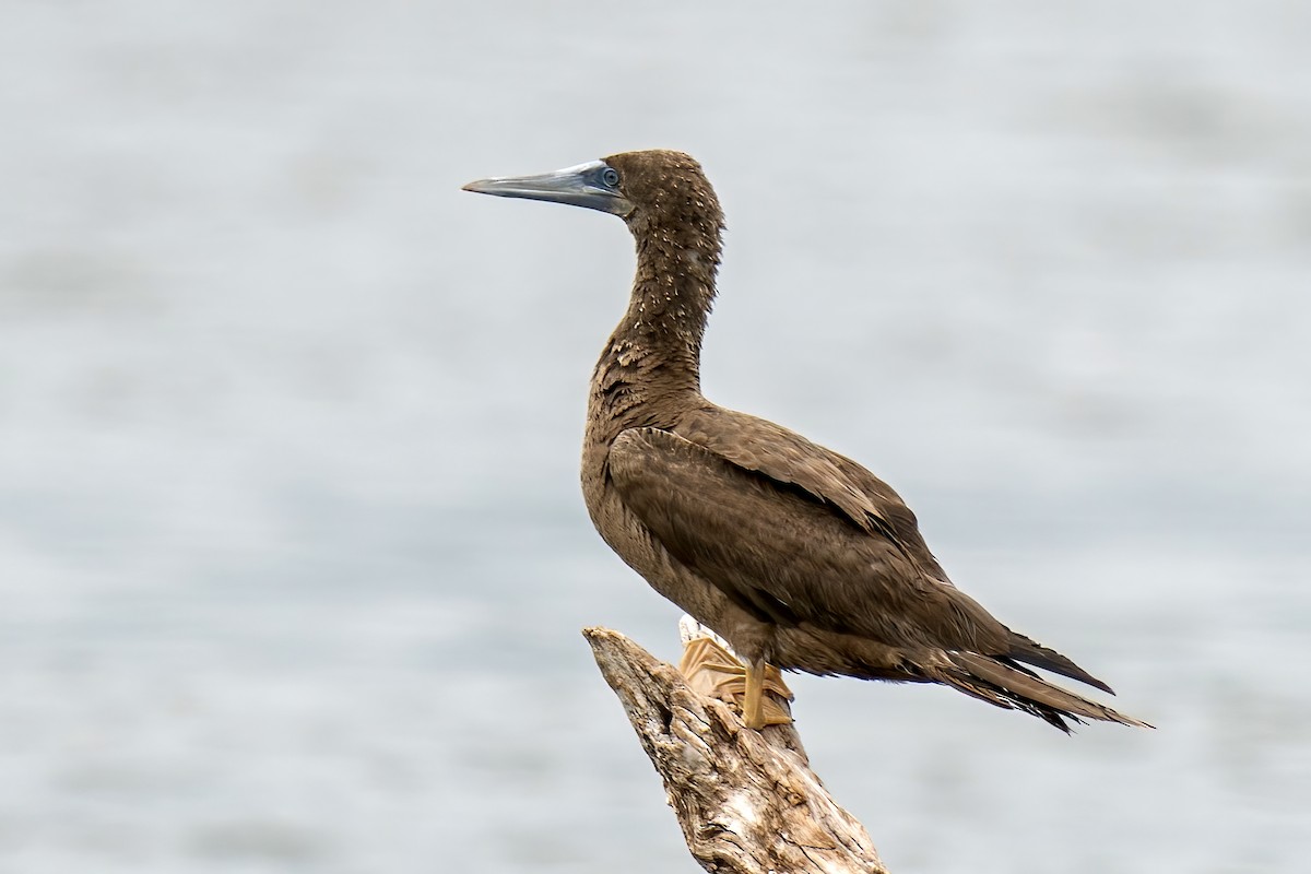 Brown Booby - ML476067521