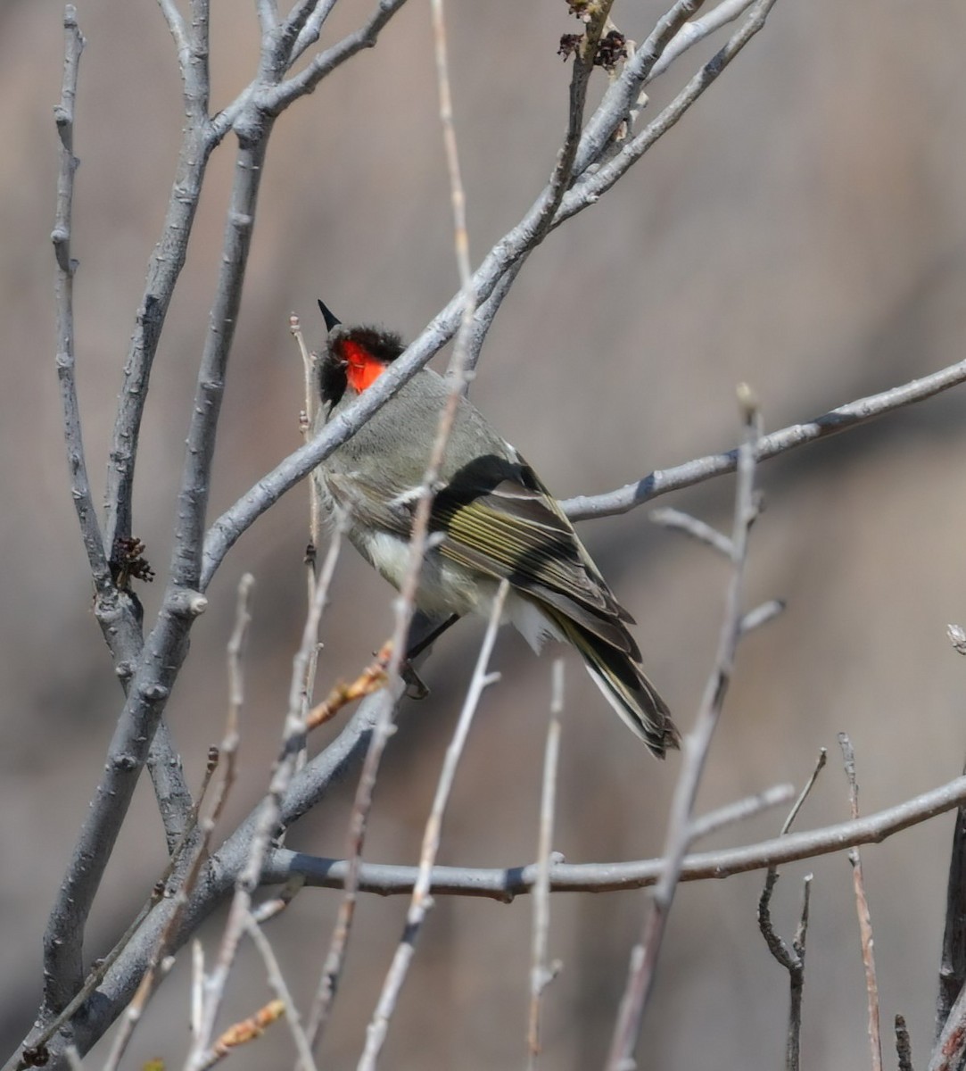Ruby-crowned Kinglet - Sue Riffe