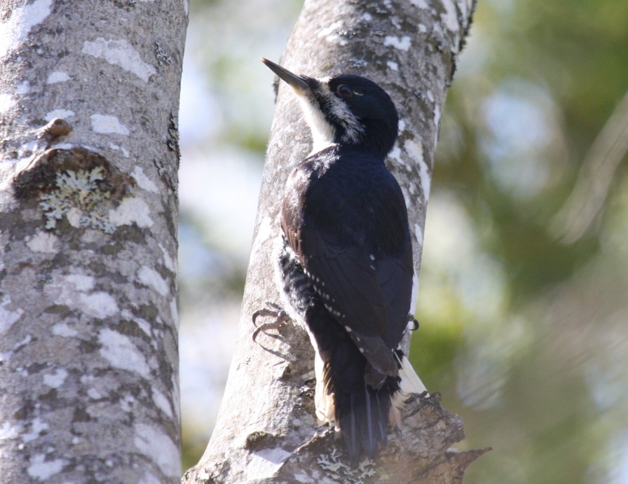 Black-backed Woodpecker - Nick Anich