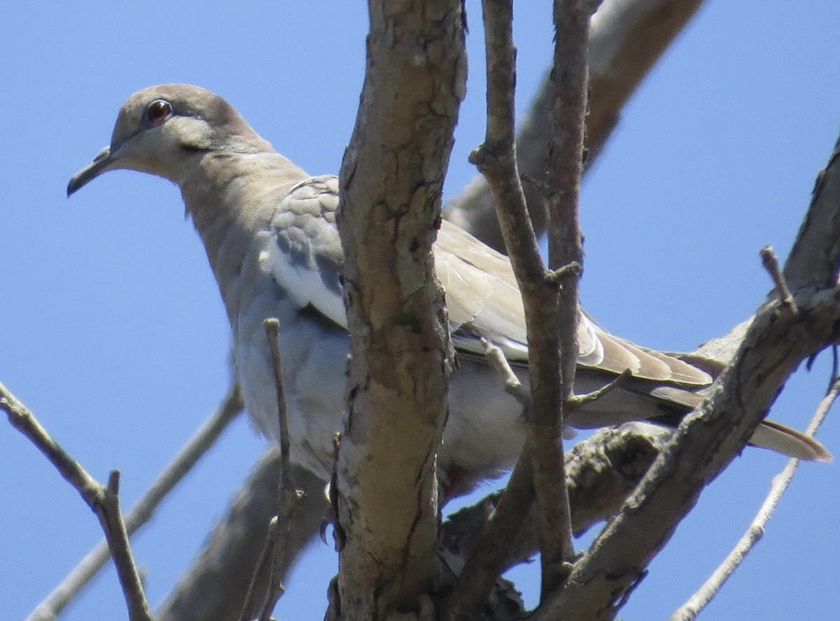 White-winged Dove - ML476075921
