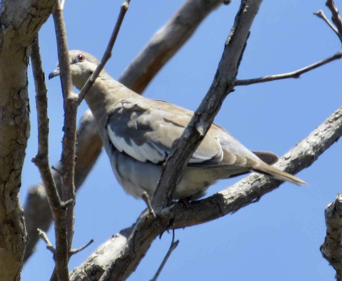 White-winged Dove - ML476076191