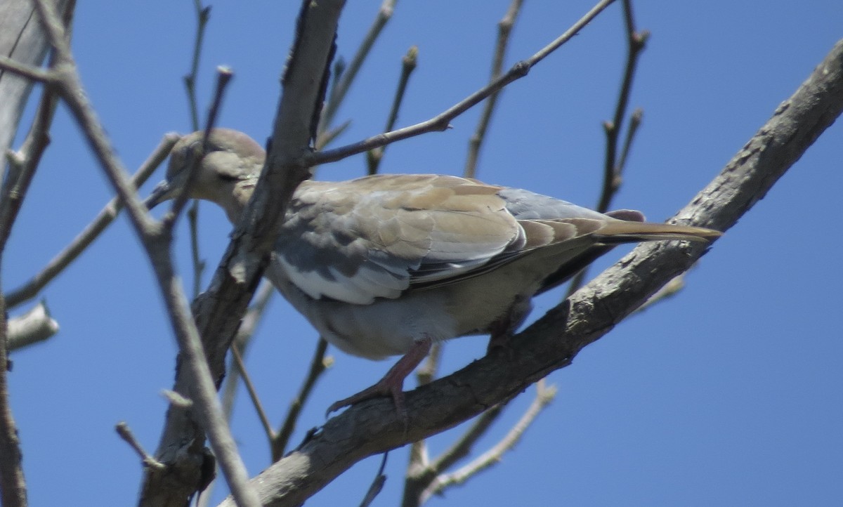 White-winged Dove - ML476076261