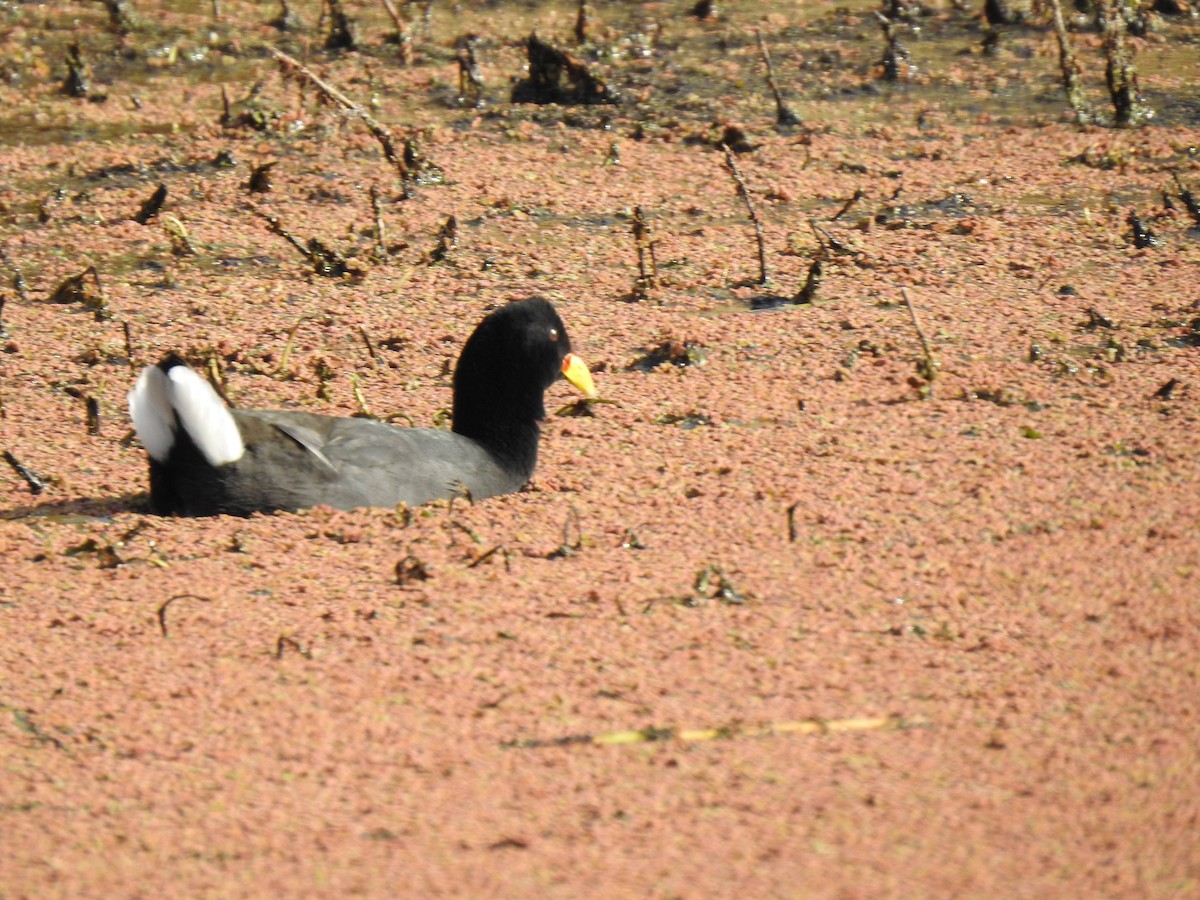 Red-gartered Coot - ML476080211