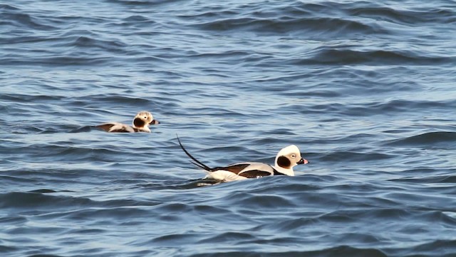  - Long-tailed Duck