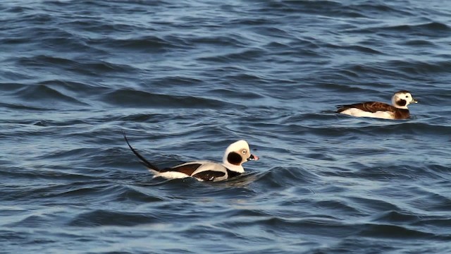 Long-tailed Duck - ML476082
