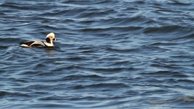 Long-tailed Duck - ML476083