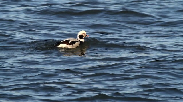 Long-tailed Duck - ML476084