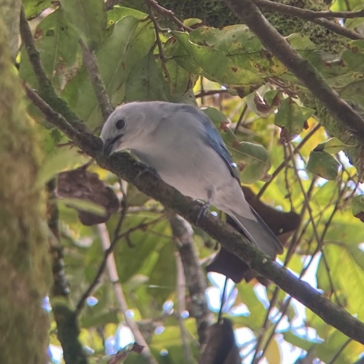 Blue-gray Tanager - ML476086001
