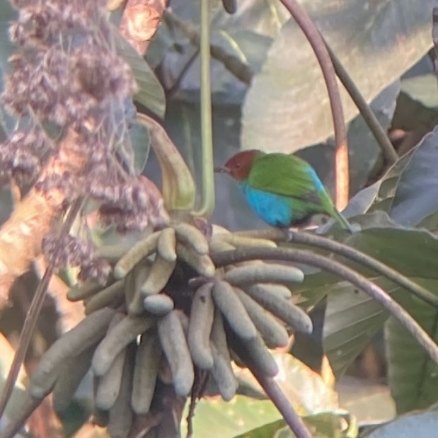 Bay-headed Tanager - ML476086131