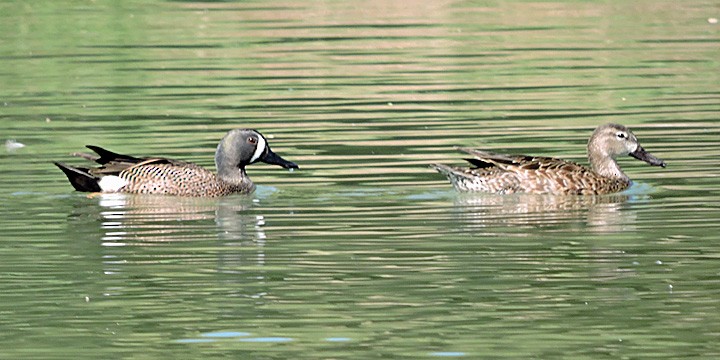 Blue-winged Teal - Denny Granstrand