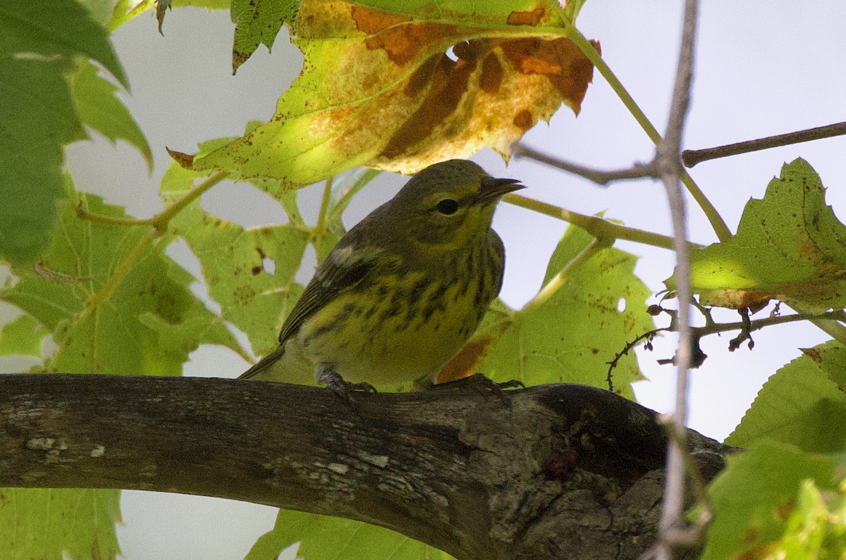 Cape May Warbler - ML476099671