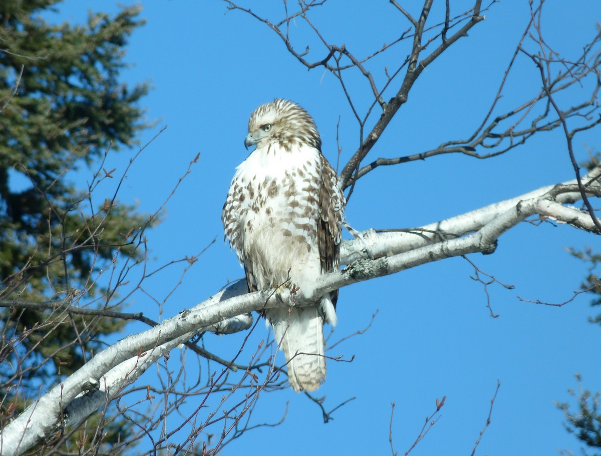 Red-tailed Hawk - Jim Lind