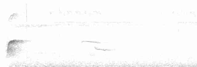 Silbador de Fiyi (grupo vitiensis) - ML476108261