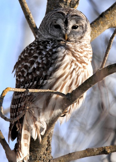 Barred Owl - ML47611031
