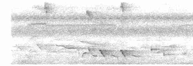 Филиппинский дронго (mirabilis) - ML476110721