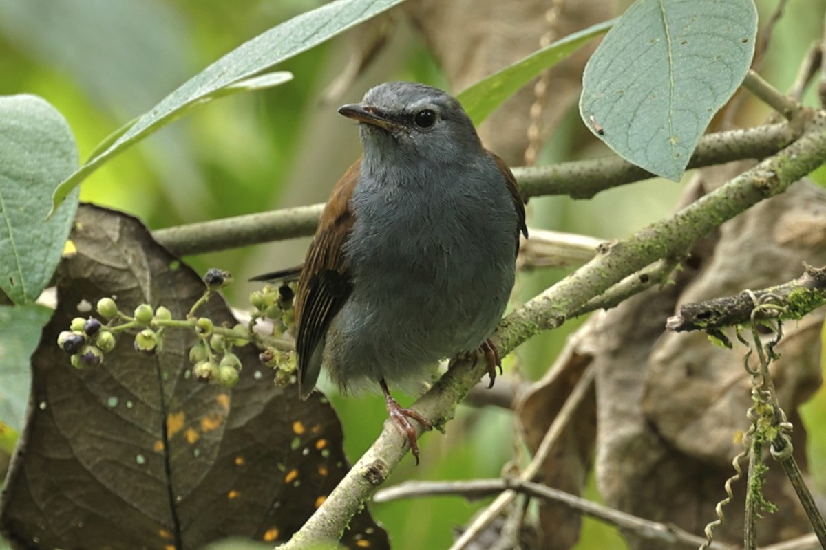 Andean Solitaire - ML476111521