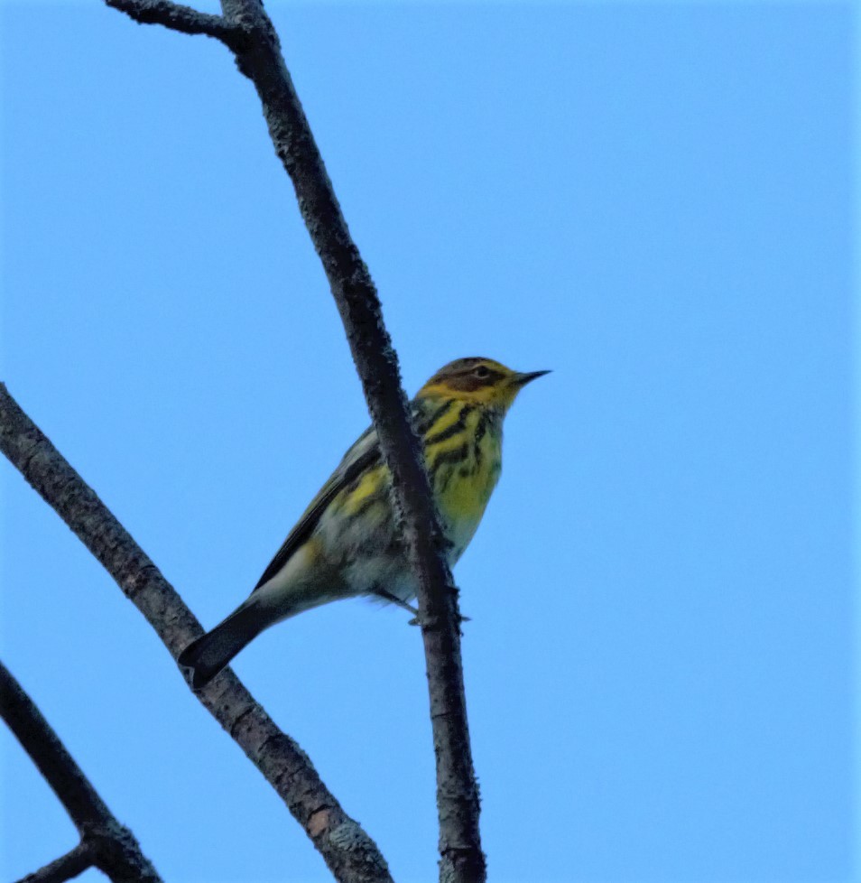 Cape May Warbler - ML476112081