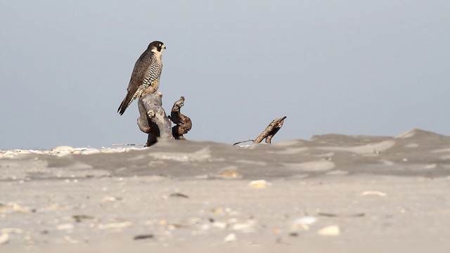  - Peregrine Falcon