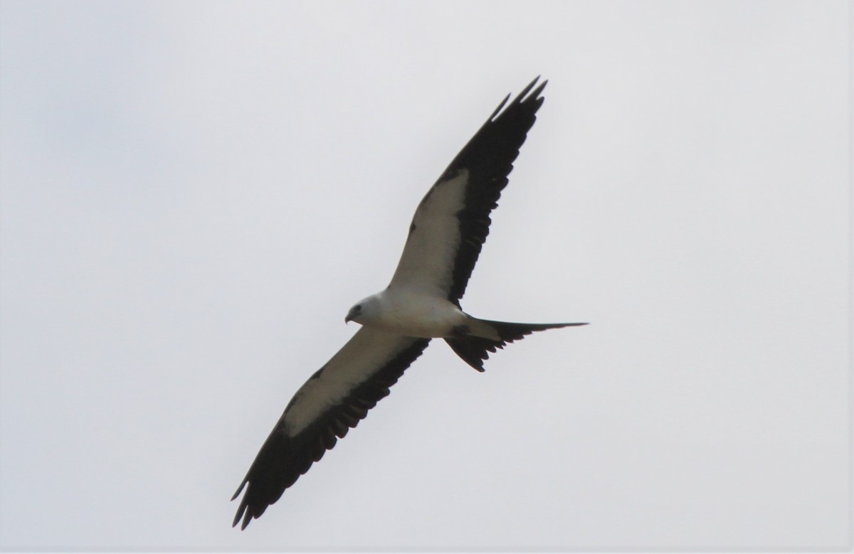 Swallow-tailed Kite - Dick Baxter