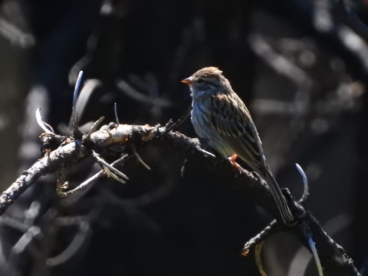 Chipping Sparrow - ML476118821
