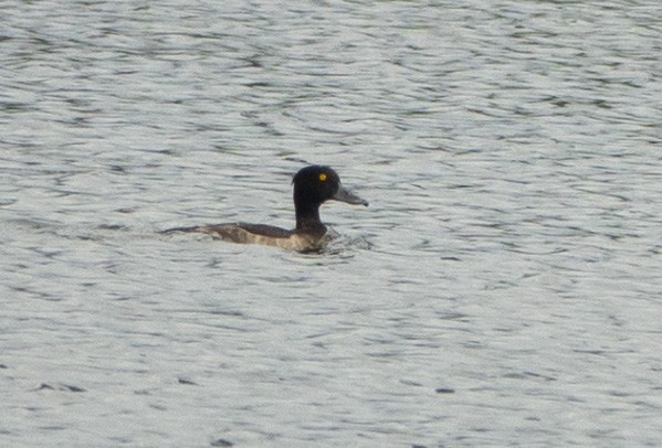 Tufted Duck - ML476123891