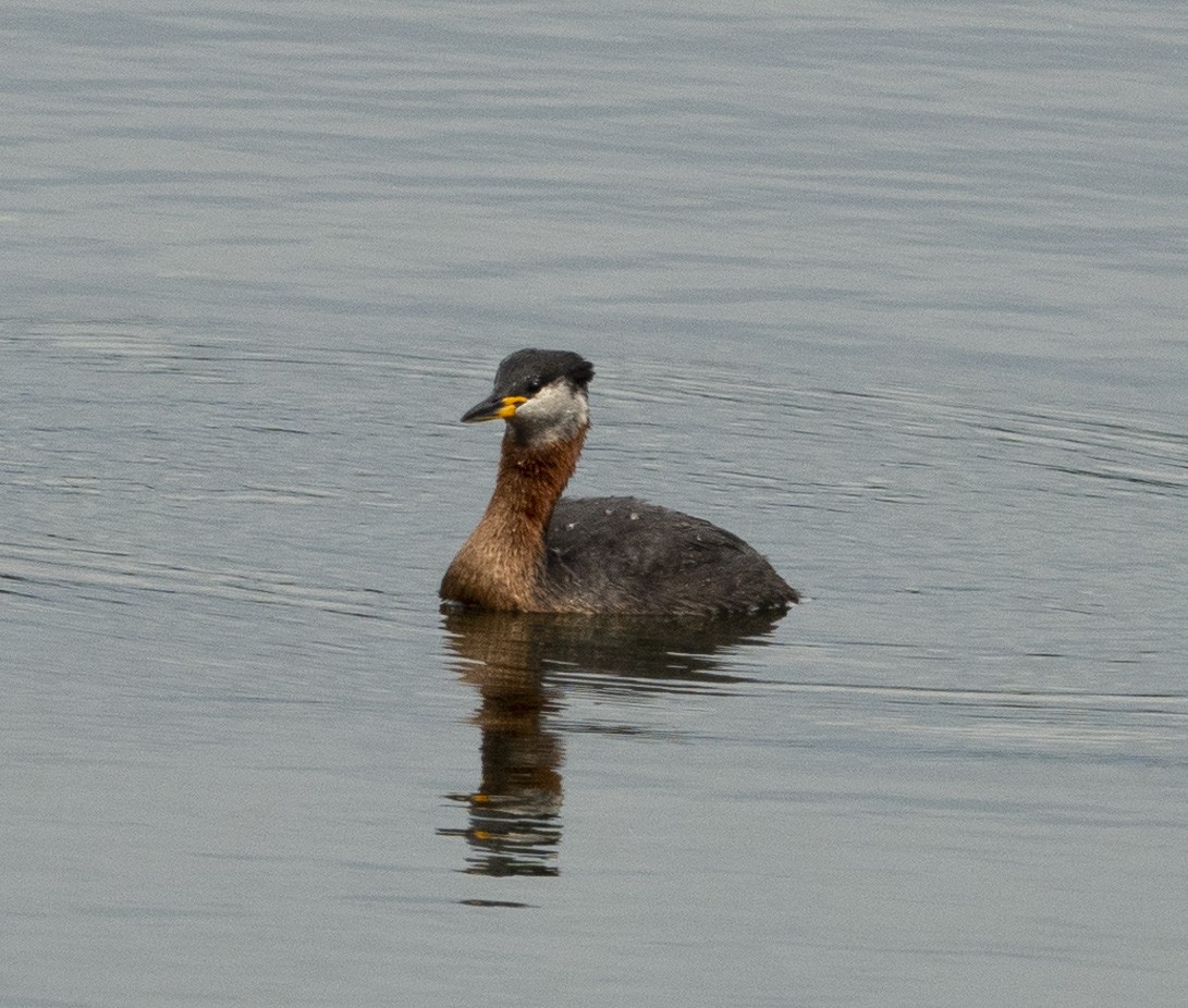 Red-necked Grebe - ML476123931