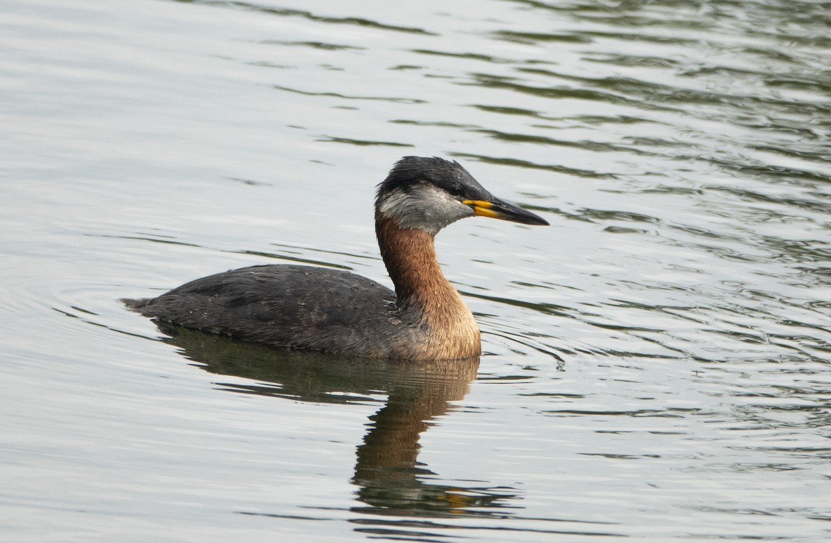 Red-necked Grebe - ML476123961