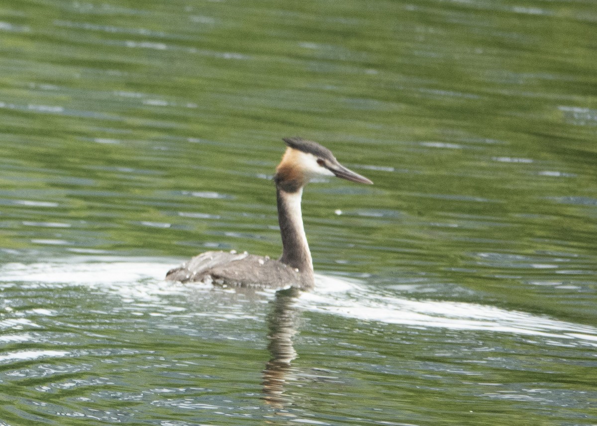 Great Crested Grebe - ML476124001