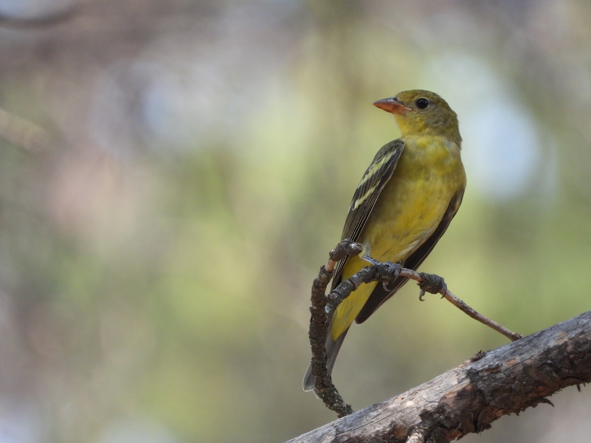 Western Tanager - ML476126941